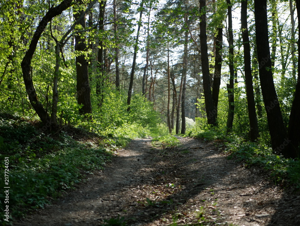 Obraz premium Polonne / Ukraine - April 28 2018: road in the forest