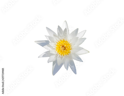 White Water lily isolated on white background, top view