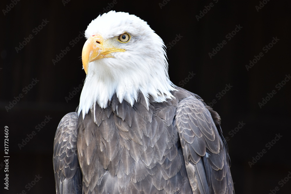 Obraz premium Wonderful majestic portrait of an american bald eagle with a black background