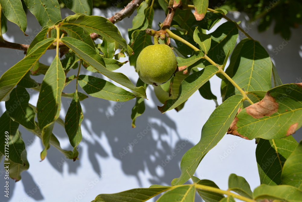 Leaves and fruits of green walnut with branches on a tree and a white background