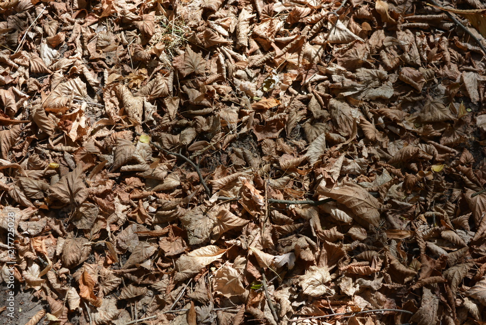 Yellow twisted leaves of yellowed maple on the ground and sunlight Yellow twisted leaves of yellowed maple on the ground and sunlight