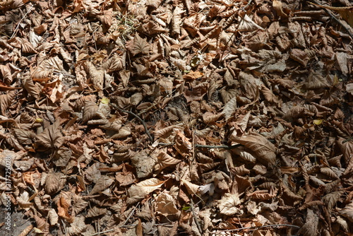 Yellow twisted leaves of yellowed maple on the ground and sunlight