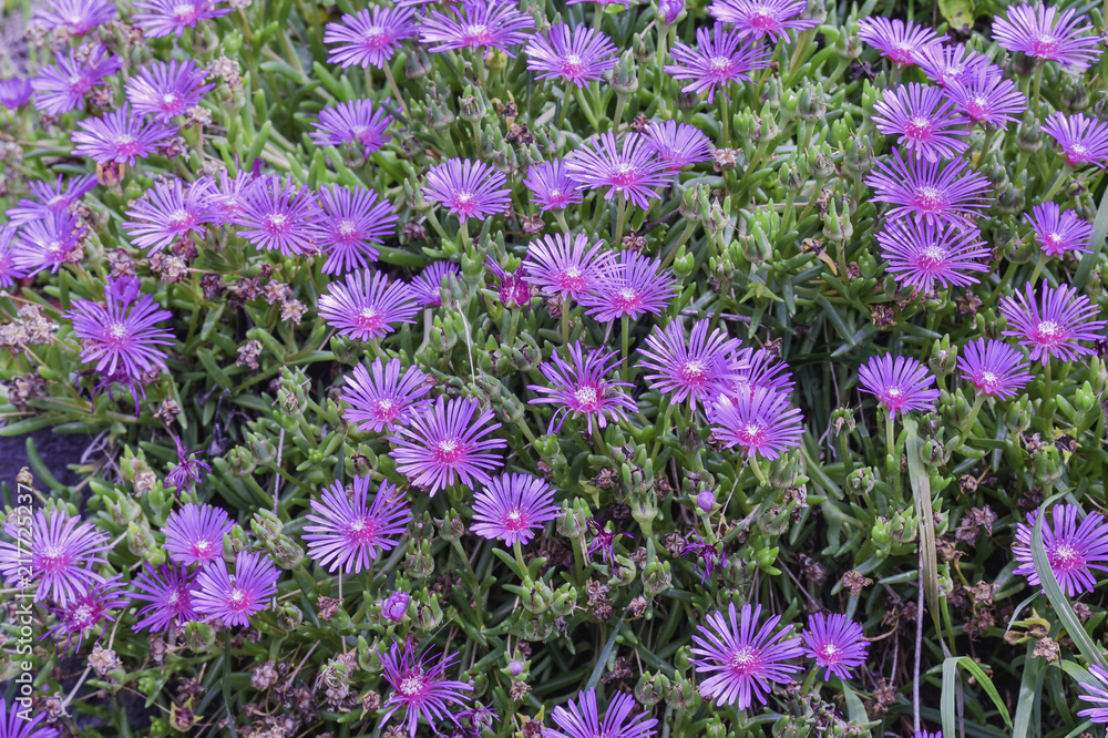 Obraz premium flower