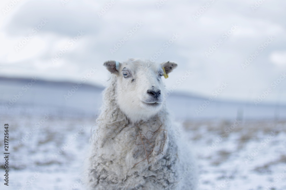 Fototapeta premium Sheep with yellow tag in snow looking at camera
