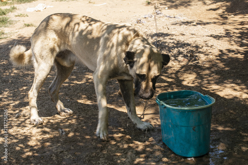 Bahçede gezinen köpek