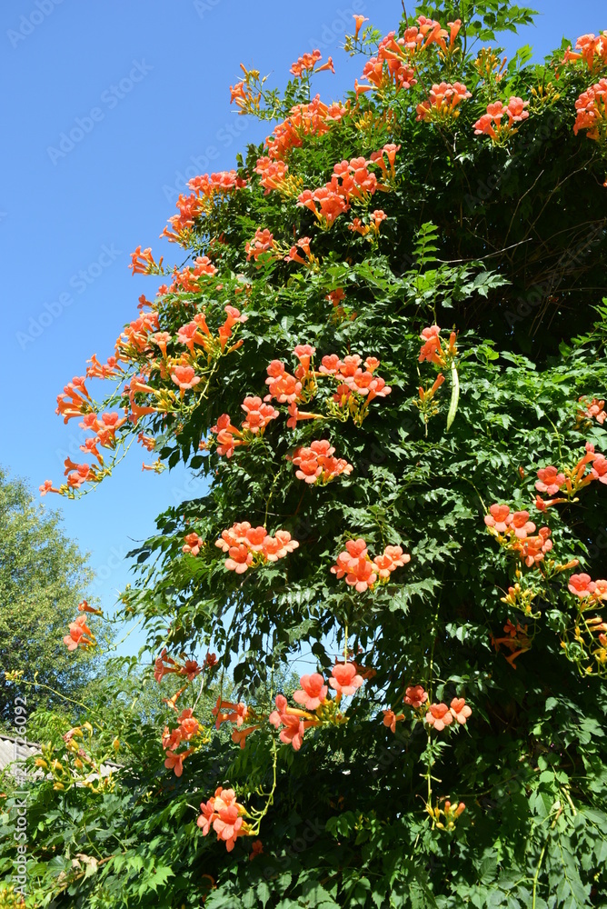 Bush of weaving perennial flowers campsis orange red in a tree with a blue sky