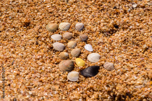 Wild beach of the Black Sea in Crimea, a pattern of shells