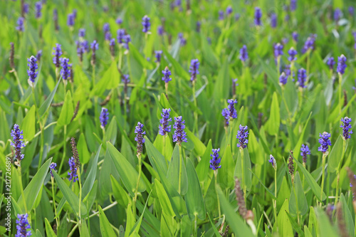                      -Pontederia cordata-