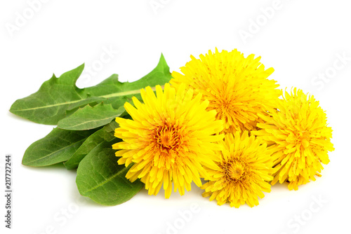Dandelion flowers with leaves close-up.