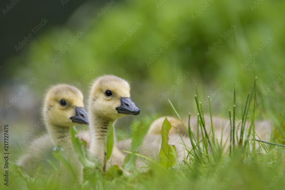 Goose Puppies Goose Puppies