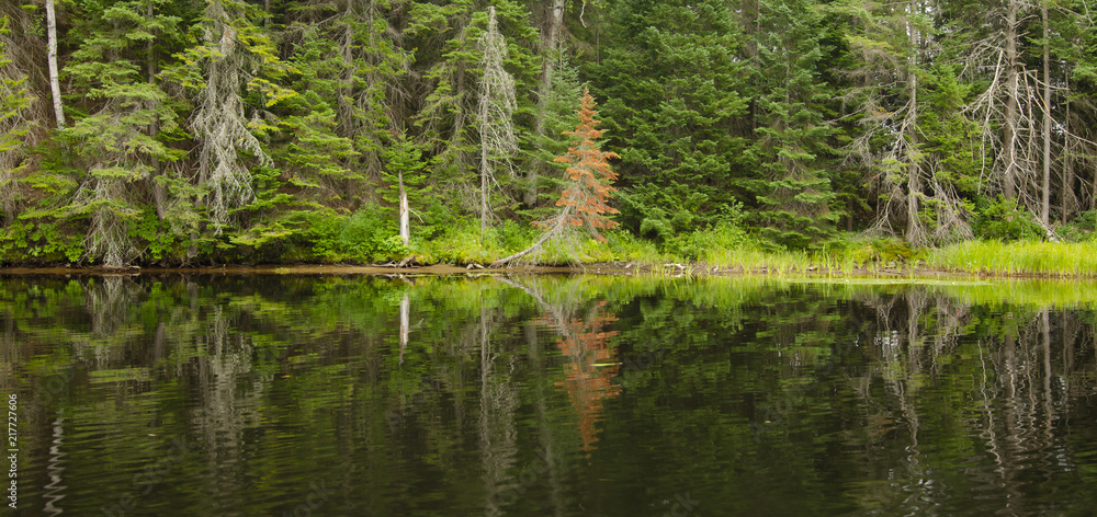 Forest reflection in still water, calm evening Forest reflection in still water, calm evening