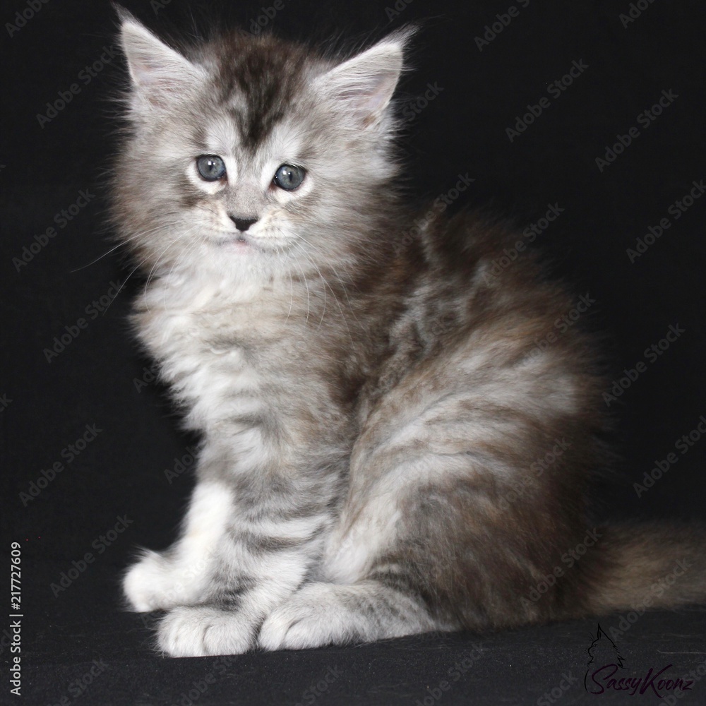 Black Silver Torbie Maine Coon Kitten 6 Weeks Old Stock-Foto | Adobe Stock