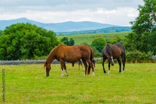 Grasende Pferde auf der Weide