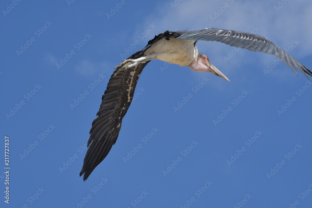 Obraz premium safari