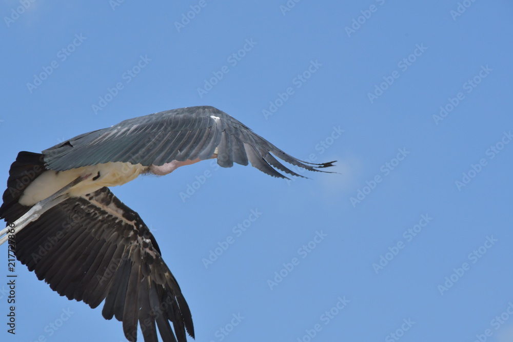 Obraz premium safari