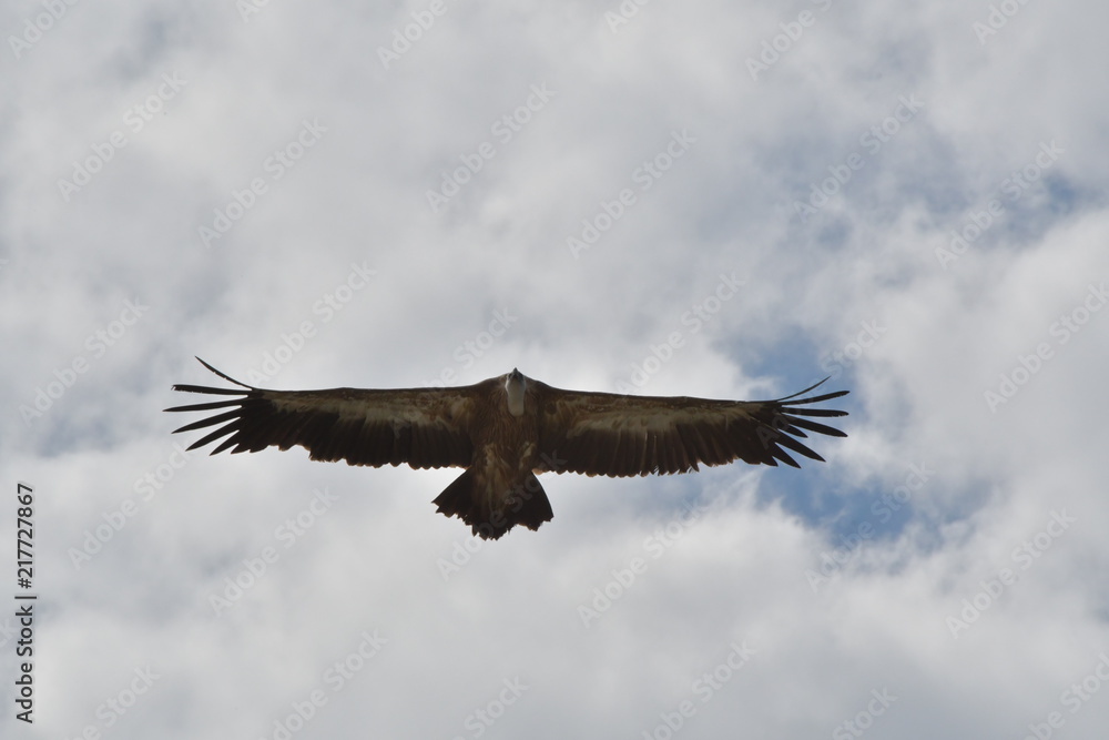 Obraz premium safari