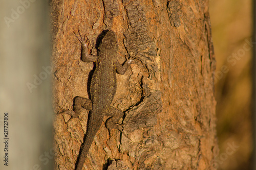 The climbing lizard