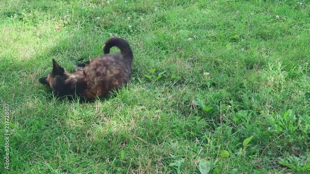 Short clip from a playful cat. Short clip from a playful cat.