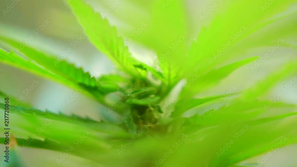 Abstract closeup of cannabis plant, selective focus on center Abstract closeup of cannabis plant, selective focus on center