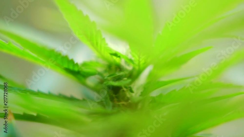 Wallpaper Mural Abstract closeup of cannabis plant, selective focus on center Torontodigital.ca