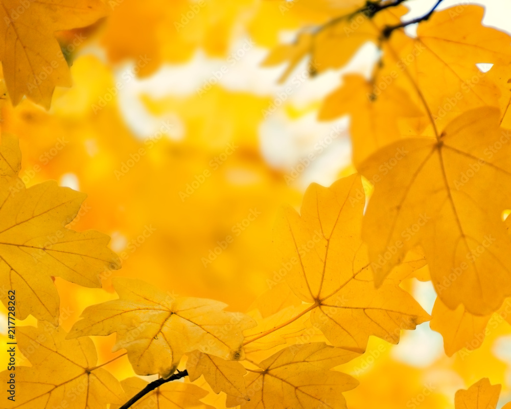 Defocused orange maple leaves, blurred autumn golden background. Empty place for text. Copy space. Defocused orange maple leaves, blurred autumn golden background. Empty place for text. Copy space.