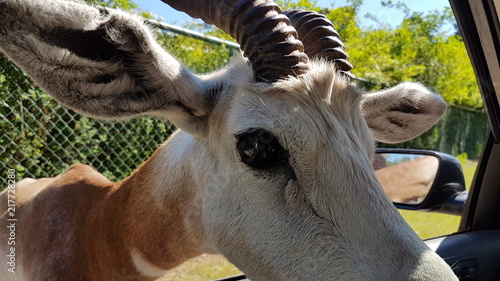 Serengeti Park Germany ( Hodenhagen) photo