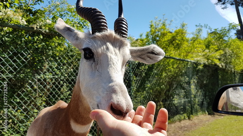 Serengeti Park Germany ( Hodenhagen)