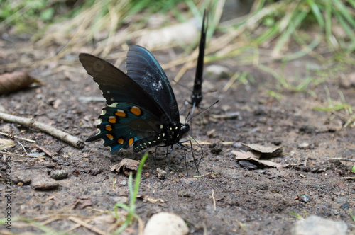 Black Swallowtail Butterfly 