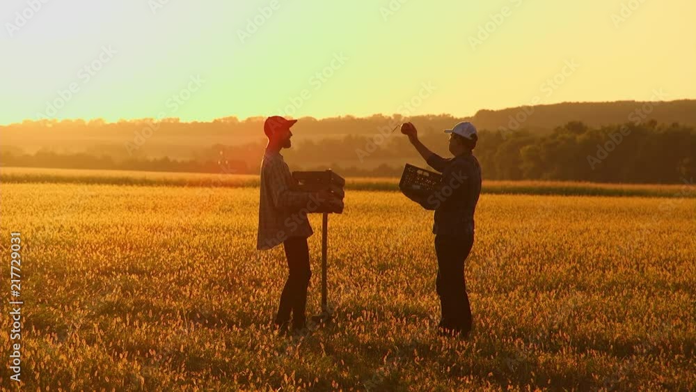 two farmers with a shovel walking on the field. They carry equipment for planting a tree. On the Sunset. Side view two farmers with a shovel walking on the field. They carry equipment for planting a tree. On the Sunset. Side view