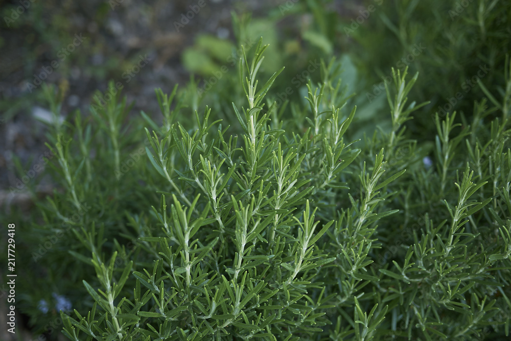 Rosmarinus officinalis Rosmarinus officinalis
