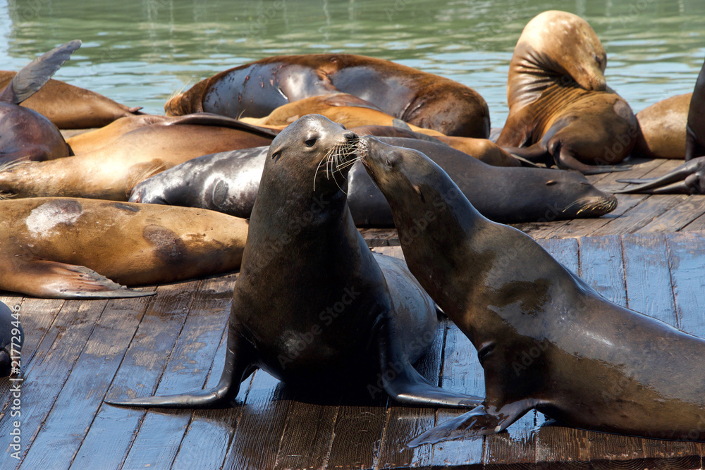 Fototapeta premium Sea Lions hauled out on wood platforms. Rather than remain in the water, pinnipeds haul-out onto land or sea-ice for reasons such as reproduction and rest.