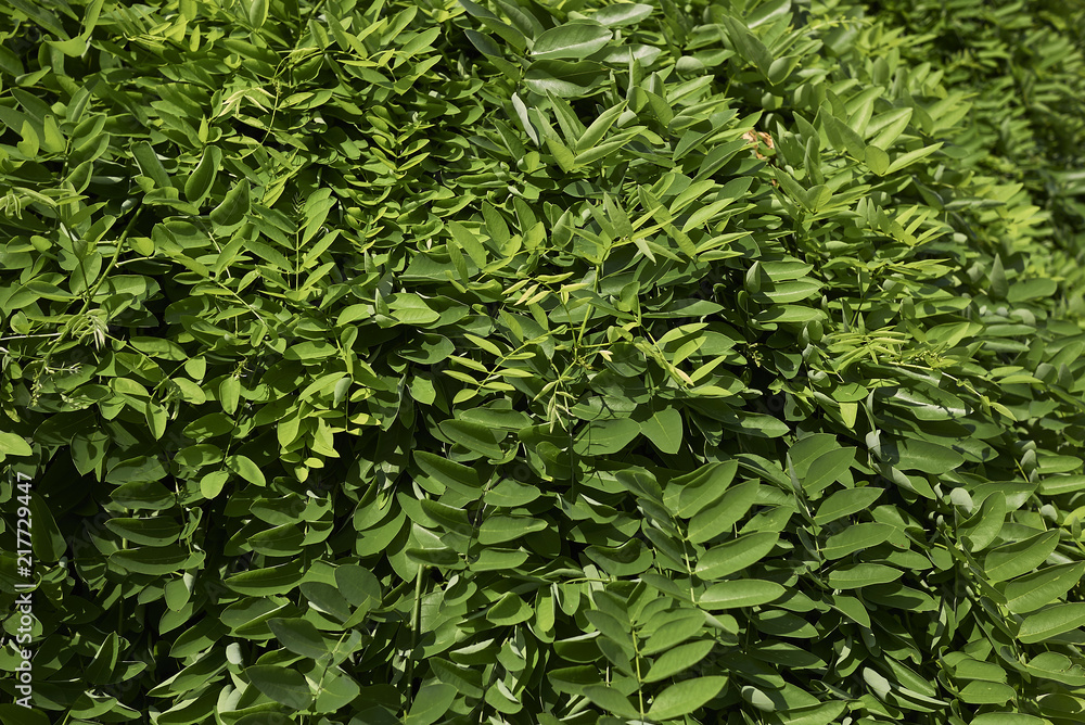 Fototapeta premium Styphnolobium japonicum pendula