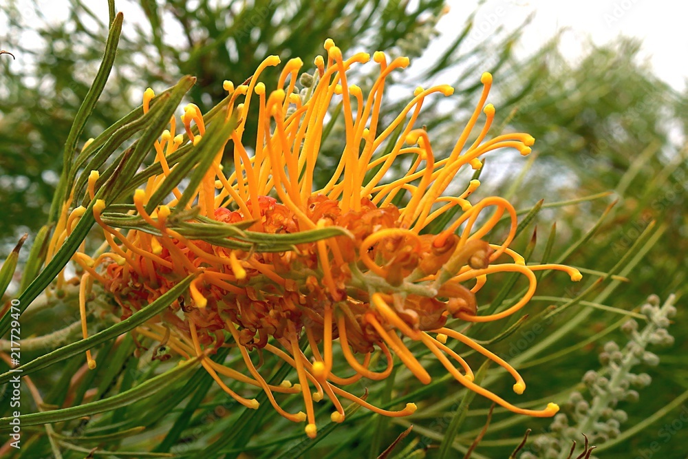 Close up of Grevillea excelsior a flowering tree native to Western Australia Close up of Grevillea excelsior a flowering tree native to Western Australia