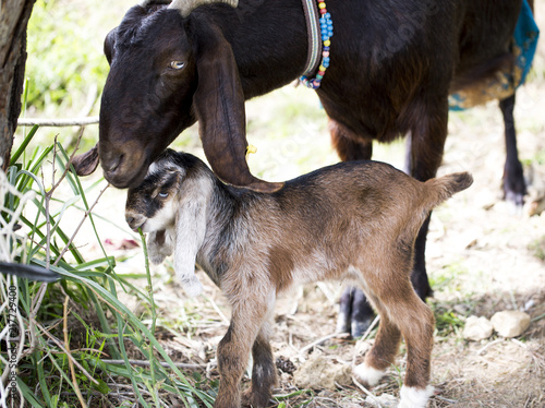 The goat cub and its mother are in rural