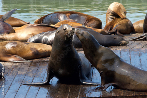 Sea Lions hauled out on wood platforms. Rather than remain in the water, pinnipeds haul-out onto land or sea-ice for reasons such as reproduction and rest.