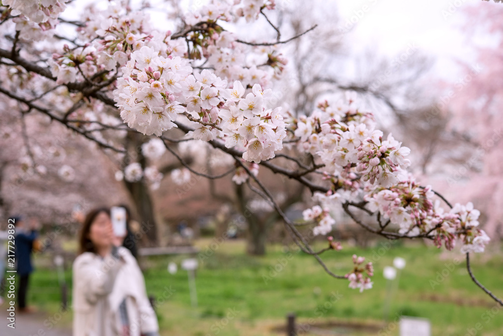 Woman taking photo of Sakura with smartphone スマホで桜の写真を撮る女性 Woman taking photo of Sakura with smartphone スマホで桜の写真を撮る女性