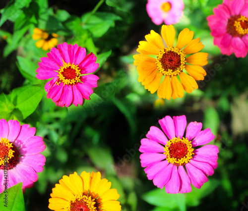Fototapeta Naklejka Na Ścianę i Meble -  Garden flowers in summer. Beautiful background image.