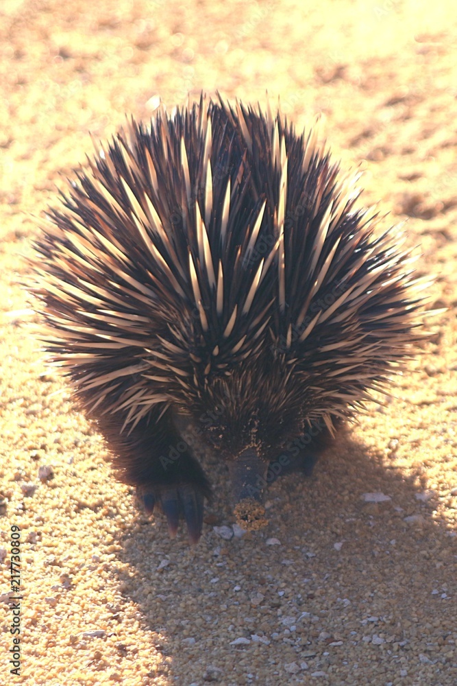 Australian endemic egg-laying mammal spiny anteater (echidna) on the yellow of Pinnacles in Western Australia Stock Photo | Adobe Stock