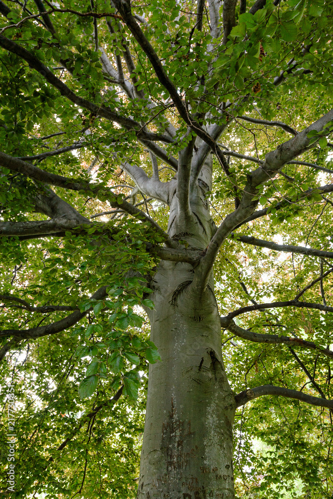 Fototapeta premium Looking Up