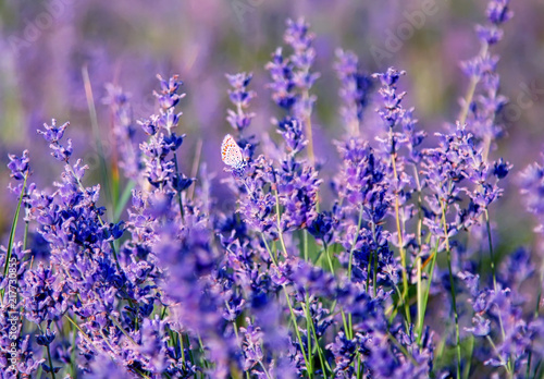butterfly on lavender flowers in the meadow