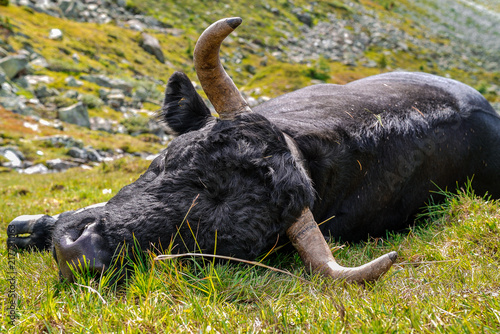 Cow is sleeping