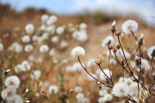 dandelions on high coast by the sea, beautiful landscape, summer travel concept