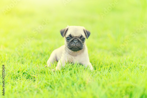 Cute puppy brown Pug with green grass 