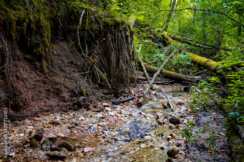 Forest stream and tree roots. Dolginsky ravine, Obninsk, Russia © PhotoChur