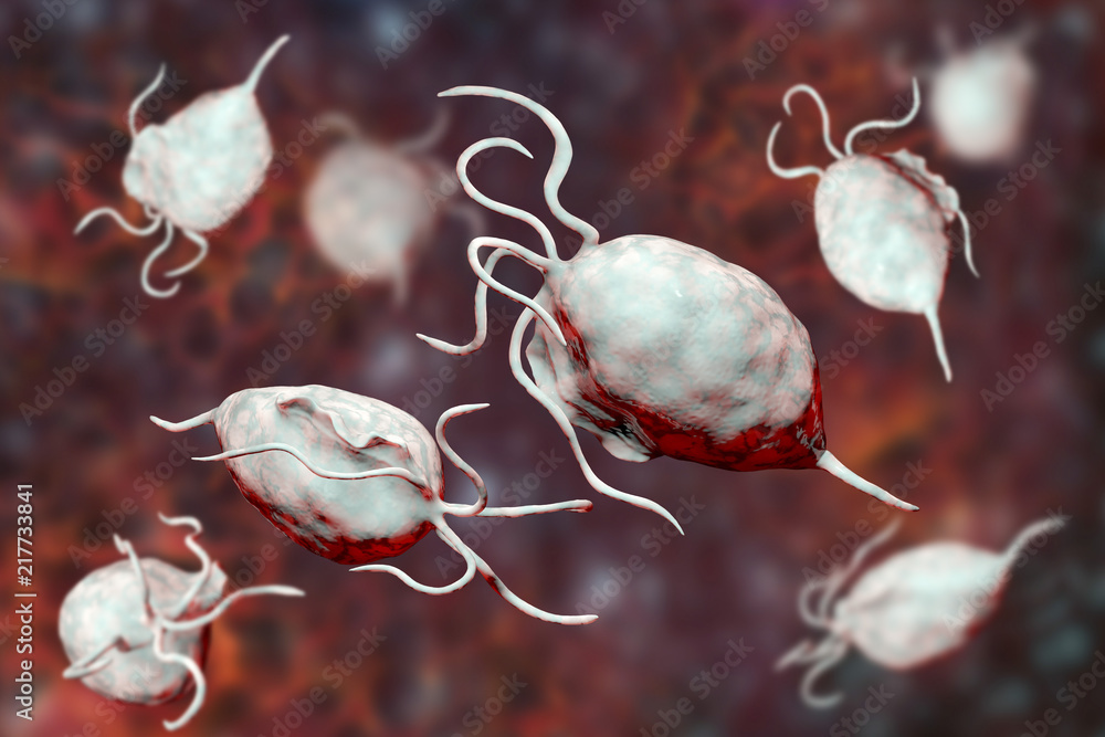 Trichomonas vaginalis protozoa, 3D illustration. A parasite causing ...