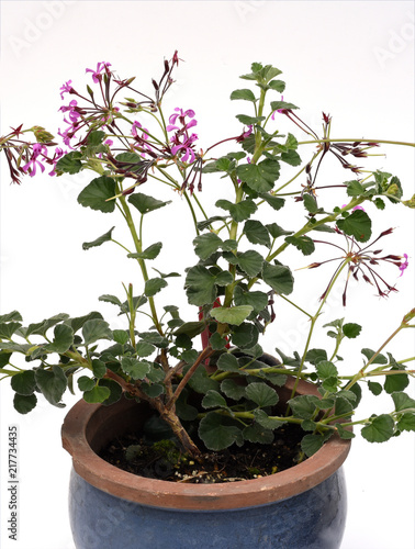 Kapland-Pelargonie, Umckaloabo, Pelargonium, reniforme, photo