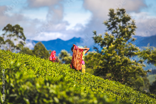 Cueilleuse de feuilles dans les plantations de Thé Sri Lanka