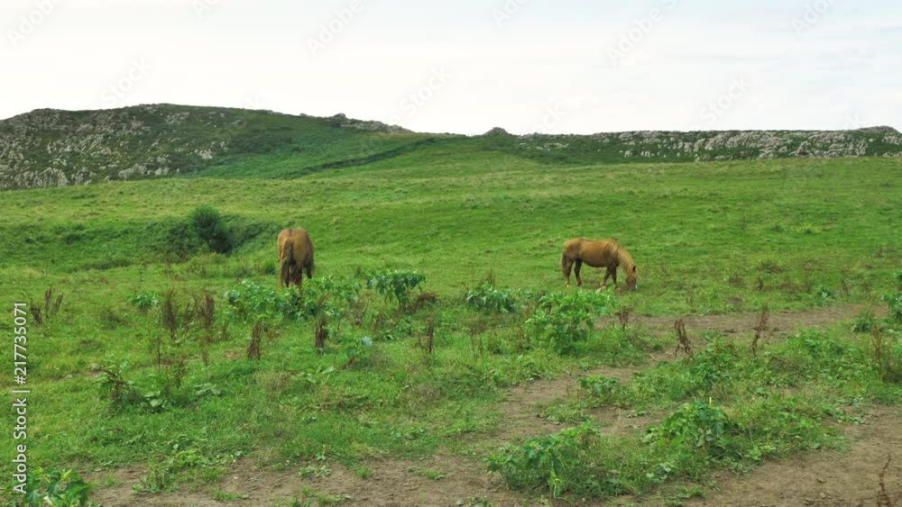 Brown horse is grazing on green meadow, mountain backgrounded at beautiful sunny day, eating grass hay Brown horse is grazing on green meadow, mountain backgrounded at beautiful sunny day, eating grass hay
