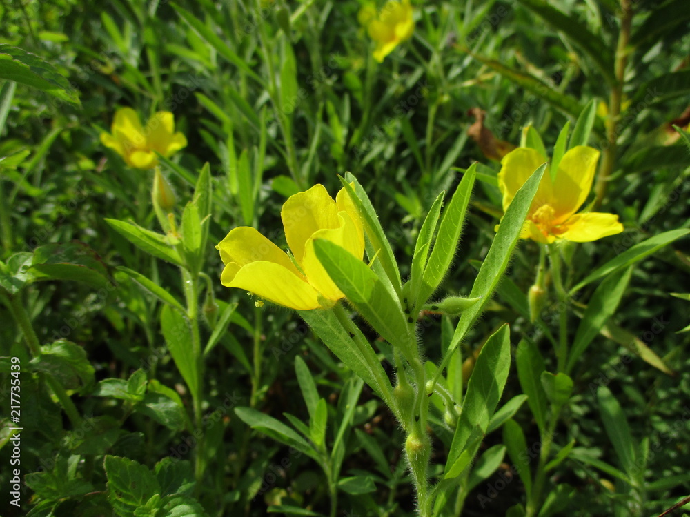 plante à fleur jaune jussie à grandes fleurs en été Stock Photo | Adobe  Stock