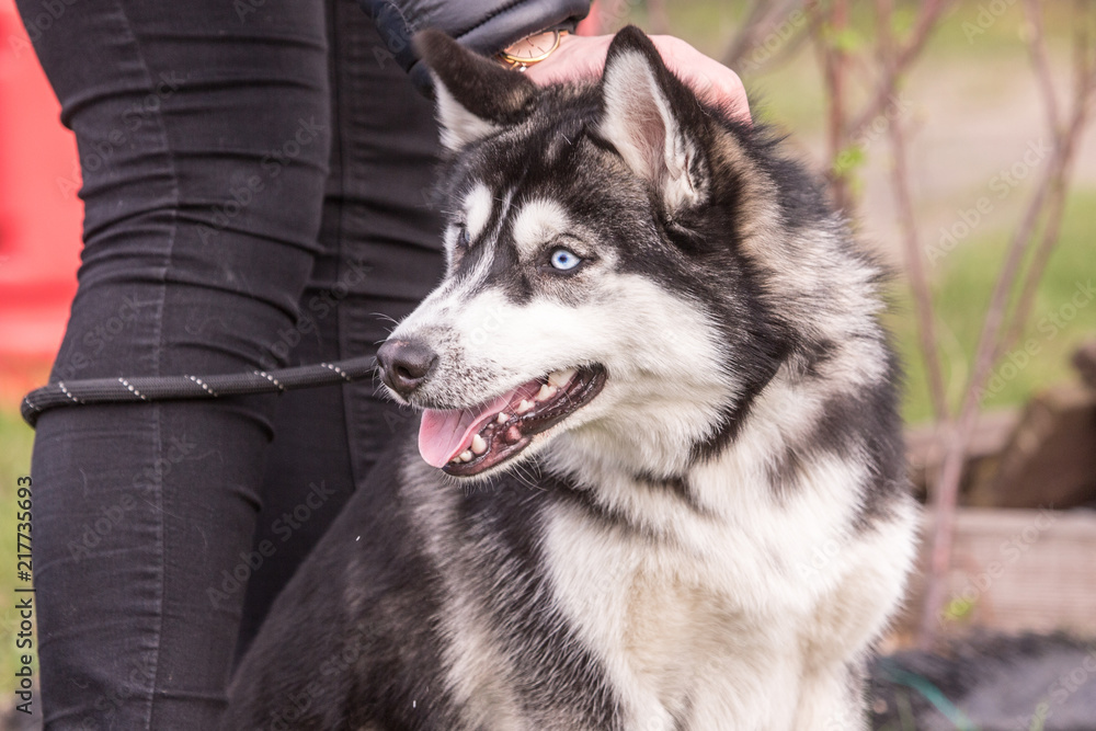 Obraz premium Portrait of siberian husky dog living in belgium